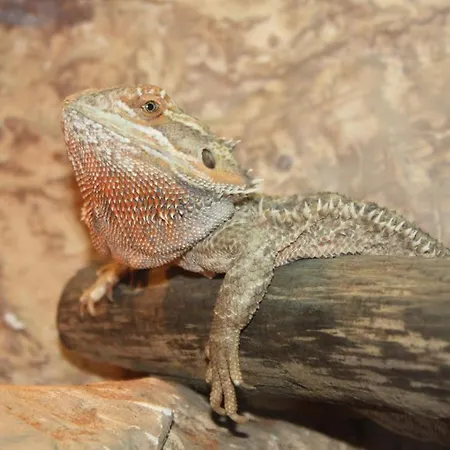 Omnibusz 3* Budapest